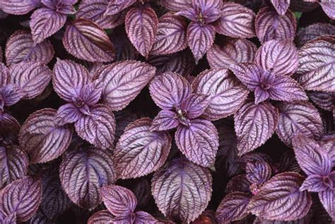 Perilla Frutescens 50 Seeds, Edible Herb Landscaping Beefsteak Plant, Shiso