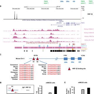 The Hnf Binding Sites Are Located Within A Functional Promoter A