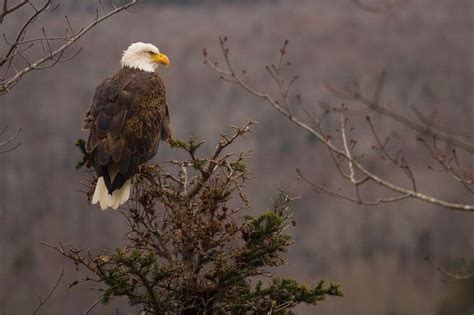 Bald Eagles In Ohio Where To Spot Them And Facts