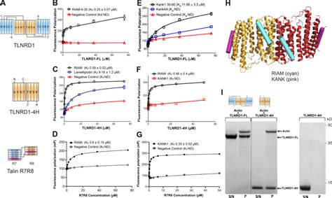 Tlnrd And Talin R R Both Bind Ld Motif Proteins And Actin A