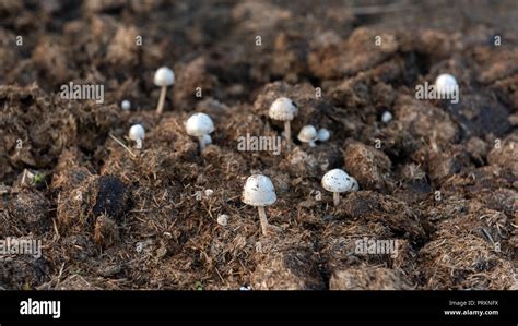 What Kind Of Mushrooms Grow In Cow Manure Arabic Blog