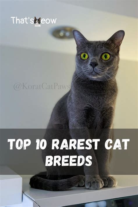 Top Rarest Cat Breeds In Rare Cat Breeds Rare Cats Cat