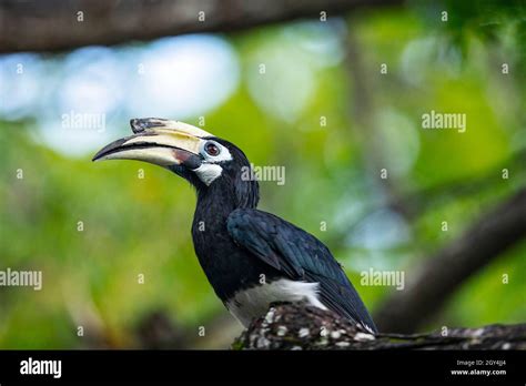 Oriental Pied Hornbill, Singapore Stock Photo - Alamy