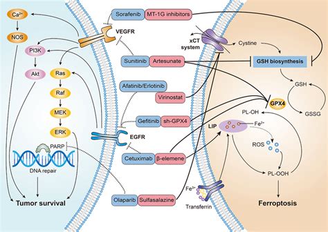 Reversing Targeted Therapy Resistance By Inducing Ferroptosis