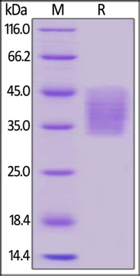 Acrobiosystems Acrobiosystems Human Pd L B Dc Protein His Tag Spr