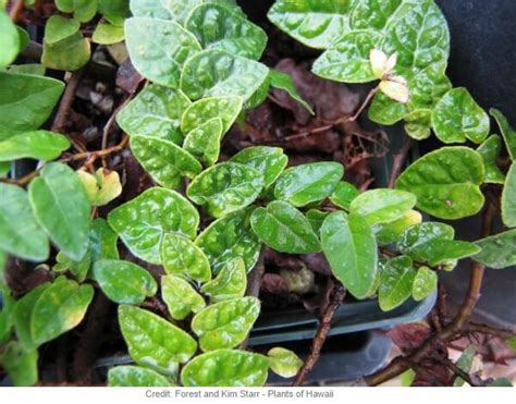 Growing A Creeping Fig Indoors Climbing Fig Ficus Pumila House