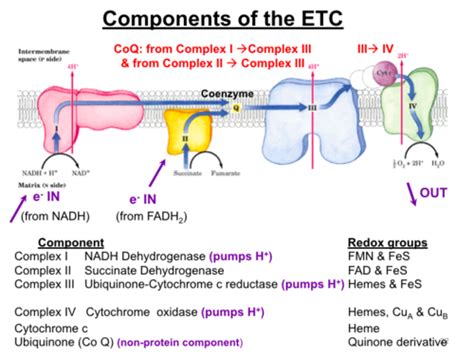 Electron Transport Chain & Oxidative Phosphorylation (Dr. Mitsouras) Flashcards | Quizlet