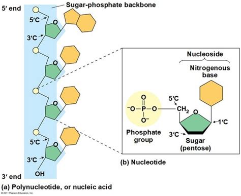 Chapter Microbial Genetics Flashcards Quizlet