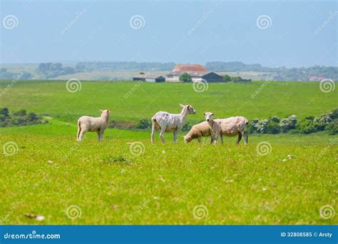 Sheep East Sussex Uk Stock Image Image Of East Summer 32808585