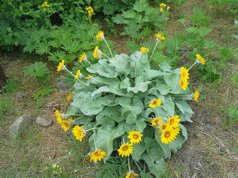 Arrowleaf Balsamroot Balsamorhiza Sagittata Seed Packet Etsy