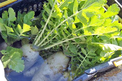 How To Grow Daikon Radish Gardeners Path