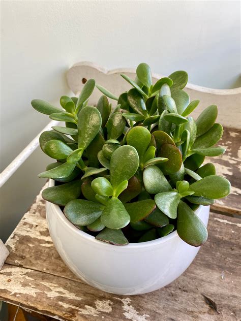 Crassula Ovata Jade Wild Willy S Plants And Flowers