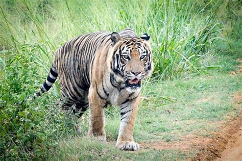 Safari Park In Ridiyagama Aboutceylon