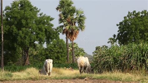 Vacas Que Comen La Hierba En Los Campos Metrajes Vídeo De Sagrado