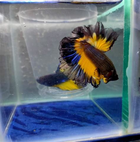 Buy Mustard Gas Butterfly Rosetail Betta Fish Online Petbutty