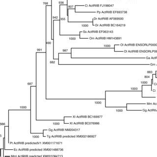 Phylogenetic Tree Obtained By Amino Acid Sequence Comparison Of