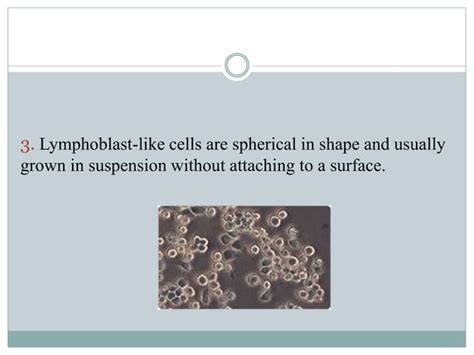 Animal cell, tissue culture