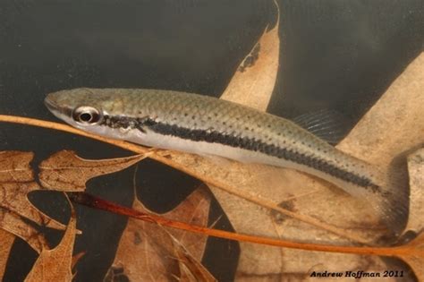 Blackstripe Topminnow Fishes Of The Upper Green River Ky · Inaturalist