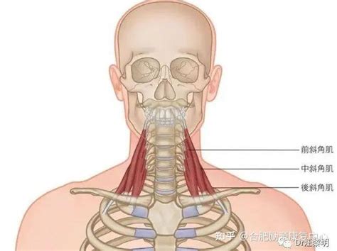 关于斜角肌，你必须要知道的事 知乎
