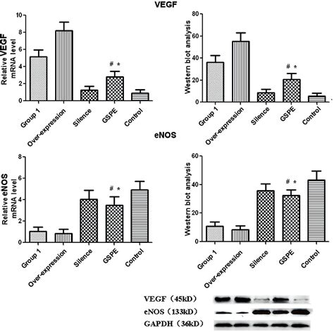 Figure 3 From Role Of GSPE In Improving Early Cerebral Vascular Damage