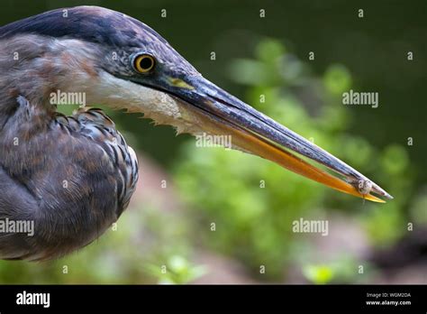 Heron Prey Hi Res Stock Photography And Images Alamy