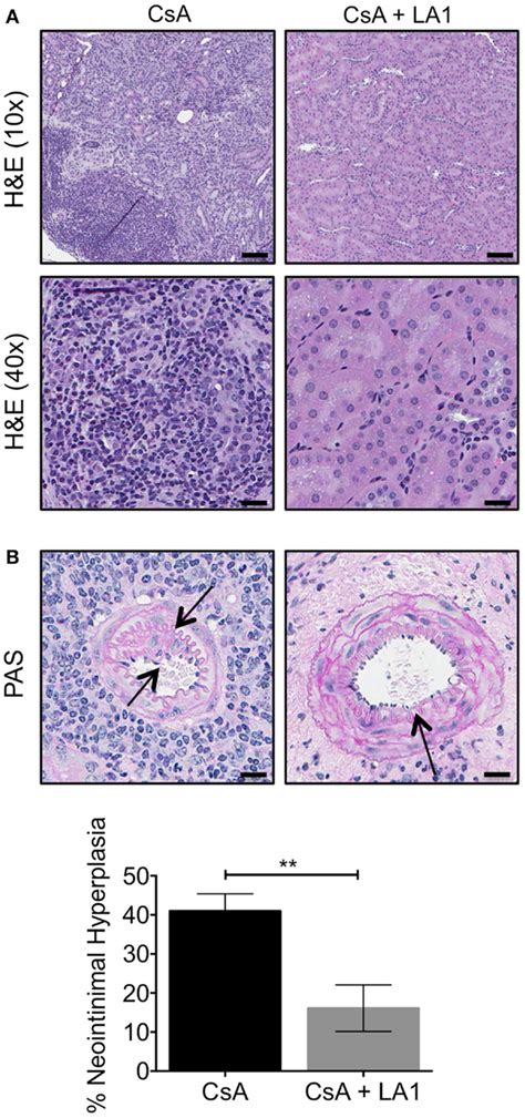 Frontiers A Small Molecule Integrin Agonist Improves Chronic