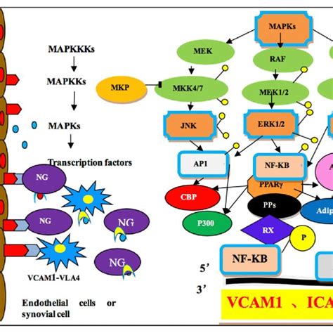 Protein Expression Change Of Vascular Cell Adhesion Molecule 1