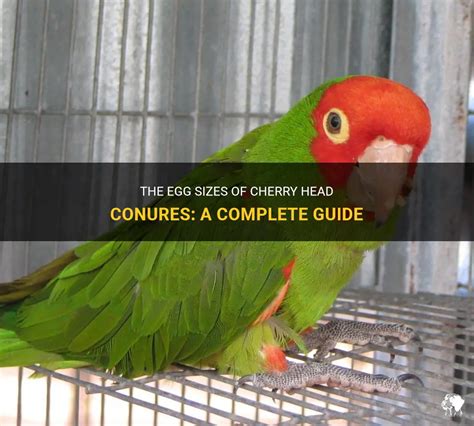 The Egg Sizes Of Cherry Head Conures A Complete Guide Petshun