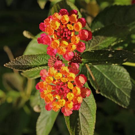 Close Up Of Orange And Yellow Lantana Flowers Stock Image Image Of