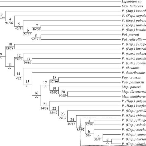 Strict Consensus Of The Most Parsimonious Trees With Clade Number Download Scientific Diagram