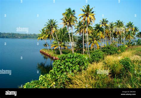 Colorful Backwaters of Kerala and Coconut Palm Scenery view at Kerala India Stock Photo - Alamy