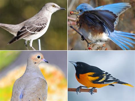 Blind birding: Listen and name that bird