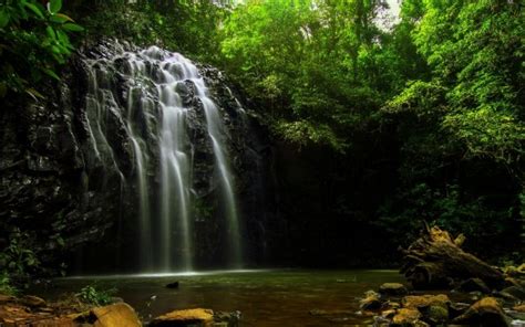 Waterfalls From Rock Pouring On River Surrounded By Green Trees Forest Background Hd Nature