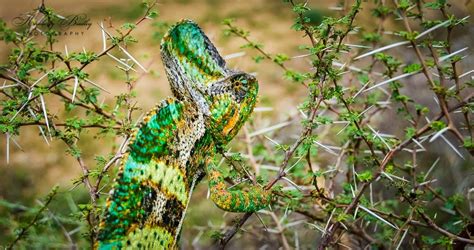 Terisolasi Sejak Juta Tahun Lalu Pulau Socotra Dihuni Flora Fauna