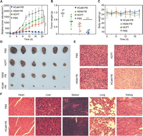 The Antitumor Activity Of Hcampb In Huh Tumorbearing Balb Cnude