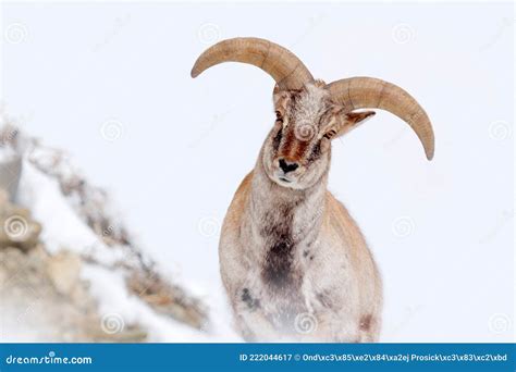 Bharal Blue Sheep Pseudois Nayaur In The Rock With Snow Hemis Np