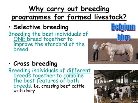 Ppt Livestock Breeding Powerpoint Presentation Free Download Id