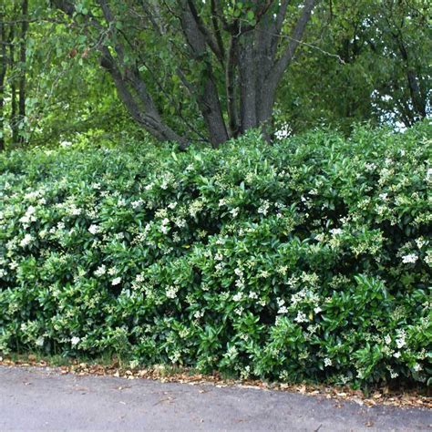 Waxleaf Privet Hedge Ligustrum Japonicum For Sale Brighter Blooms