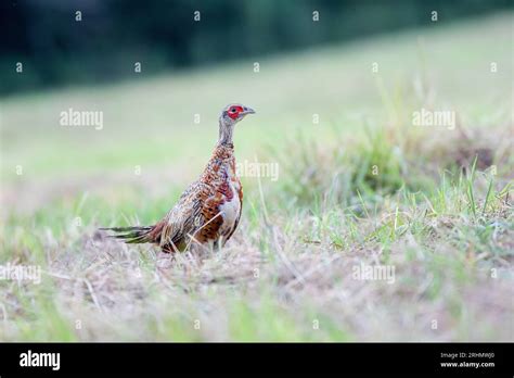 Juvenile Male Common Pheasant Phasianus Colchicus With Incomplete