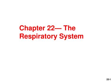 Chapter 22— The Respiratory System Ppt Download