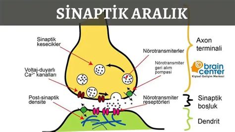 Serotonin Nedir Serotonin Art Ran Y Ntemi Incele Serotonin Besinleri