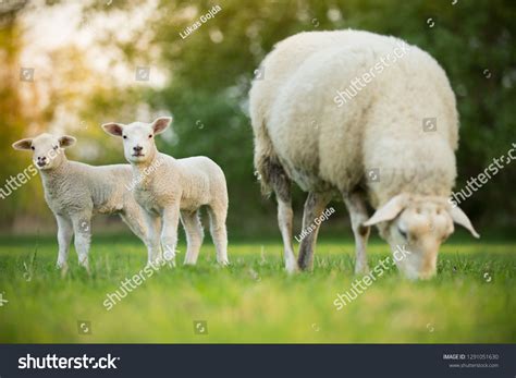 cute  lambs sheep  fresh stock photo  shutterstock