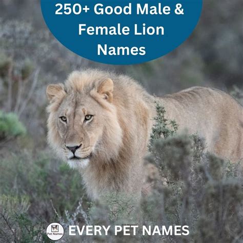 Good Male Female Lion Names Every Pet Names