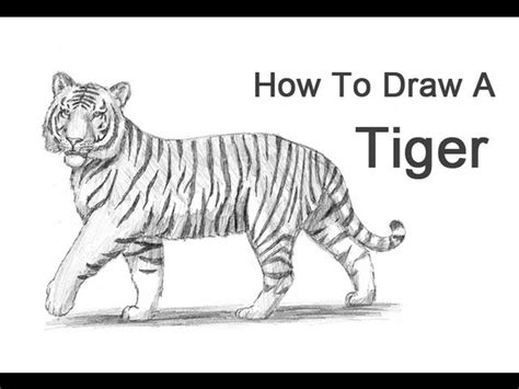 How to Draw a Tiger (Cartoon)