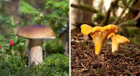 Saison Des Champignons Calendrier De La Cueillette