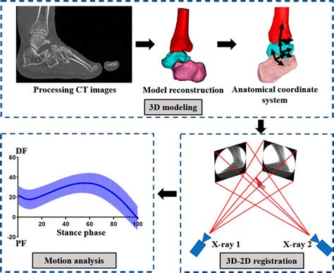 Frontiers In Vivo Foot And Ankle Kinematics During Activities