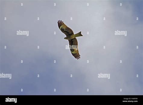 Black Kite Bird In Flight On Blue Sky Background Milvus Migrans Stock