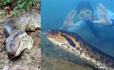 Hallan muerta a la anaconda más grande del mundo en Brasil