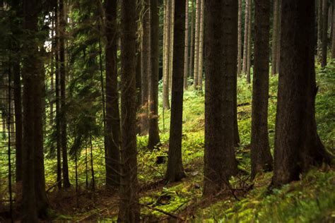 Gratis billeder træ natur Skov ødemark afdeling sollys blad