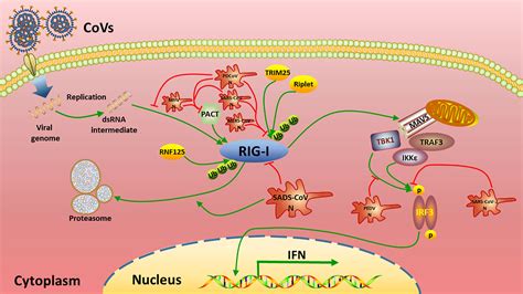 Frontiers A Comparative Analysis Of Coronavirus Nucleocapsid N